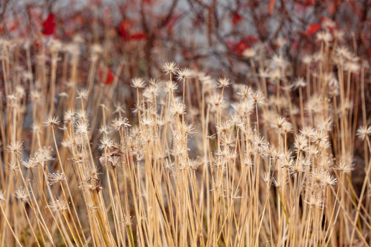 Winter Garden Stalks