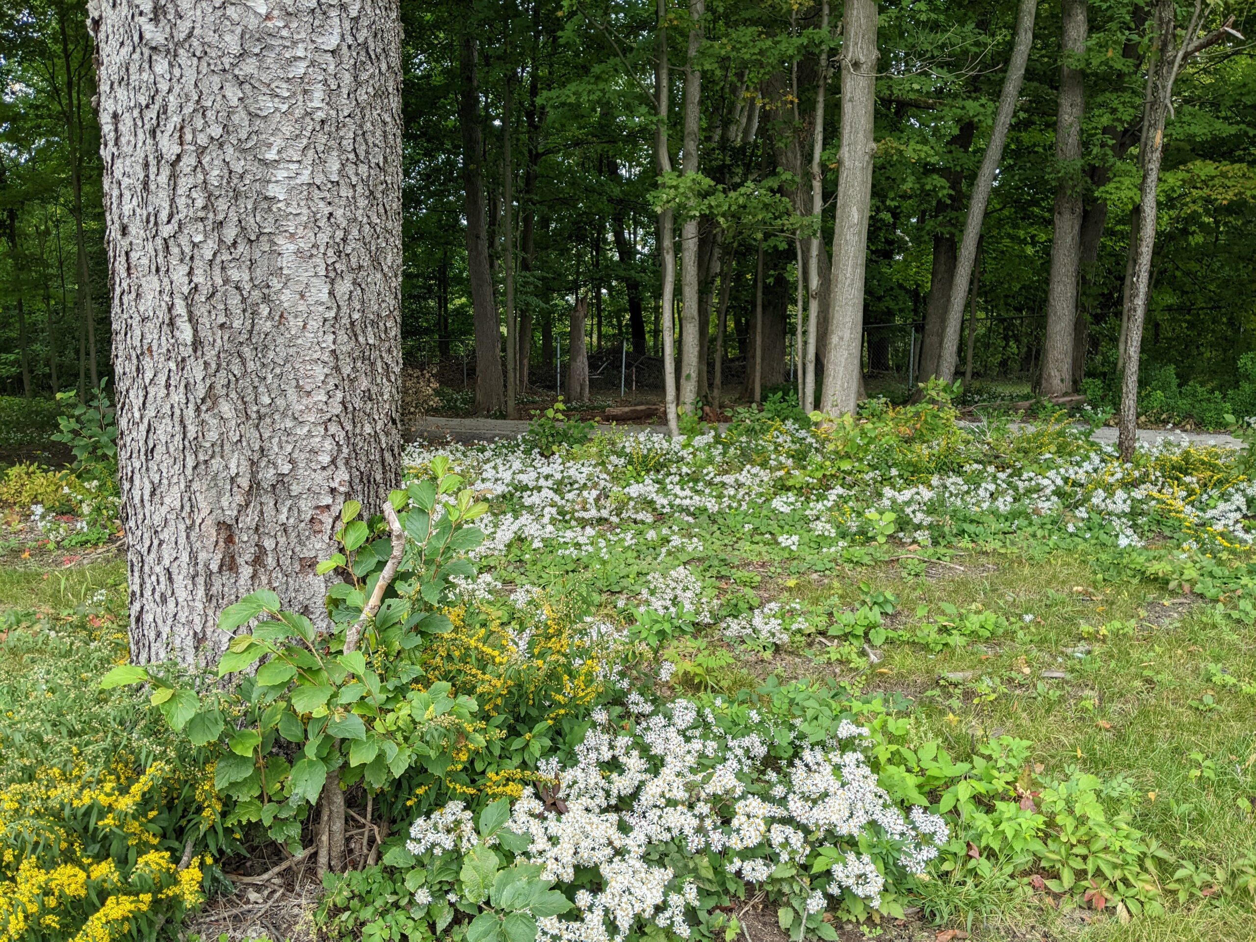 White Wood Aster in FT Proctor Park