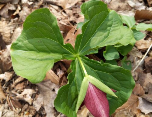 A Deeper Dive into the World of Trilliums