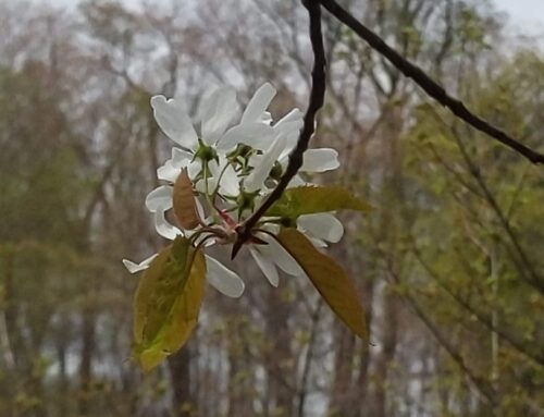 Spring is Blooming in FT Proctor Park