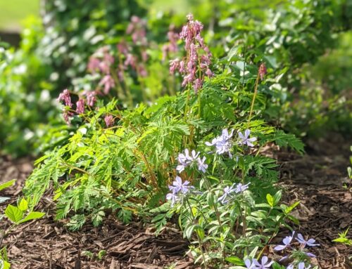 April is Native Plant Month