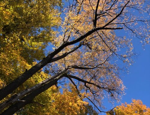 Planting Trees in F.T. Proctor Park