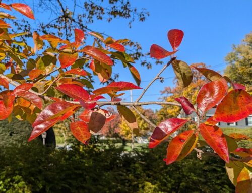 Welcome to our Fall Bioblitz!