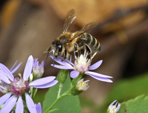 A Bioblitz for National Pollinator Week!